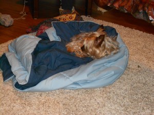 Izzy in the warmth of her blanket.